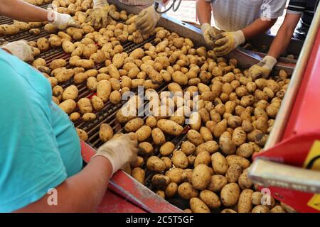Landwirtschaftliche Kartoffelernte - récolte agricole de pommes de terre Banque D'Images