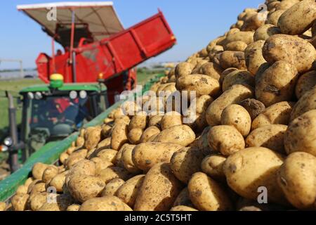 Landwirtschaftliche Kartoffelernte - récolte agricole de pommes de terre Banque D'Images