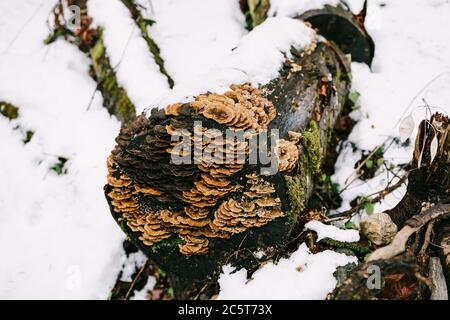 Les champignons tinder se sont développés sur des arbres pourris abattus qui se trouvent sur la neige dans la forêt. Banque D'Images