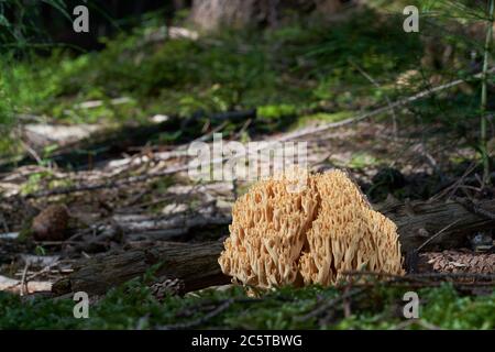 Champignons comestibles Ramaria flava croissant dans la forêt de conifères. Champignon corail jaune. Mousse et bois autour. Banque D'Images