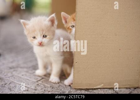 deux chatons sortent de derrière une boîte en carton à l'extérieur Banque D'Images