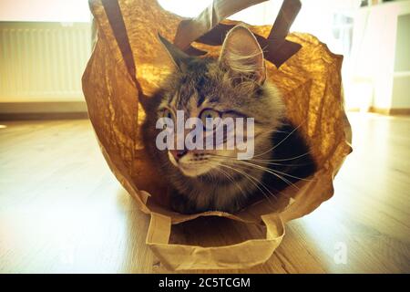 chat domestique confortable dans un sac en papier Banque D'Images