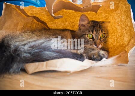 chat domestique confortable dans un sac en papier Banque D'Images