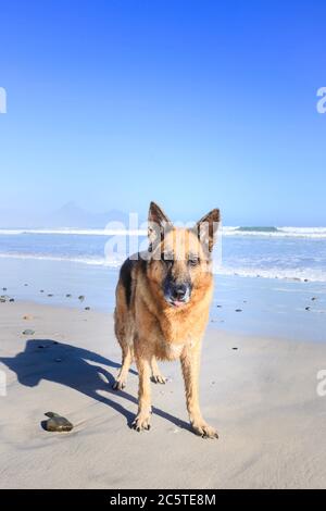 Chien de berger allemand courant et jouant avec d'autres chiens sur la plage Banque D'Images