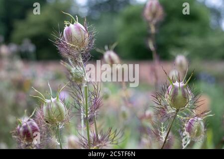 Capsules de graines de Nigella parmi une variété d'autres fleurs dans le jardin historique clos d'Eastcote House Gardens, dans le Borough de Hillingdon, Londres Banque D'Images