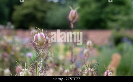 Capsules de graines de Nigella parmi une variété d'autres fleurs dans le jardin historique clos d'Eastcote House Gardens, dans le Borough de Hillingdon, Londres Banque D'Images