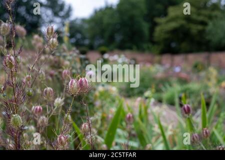 Capsules de graines de Nigella parmi une variété d'autres fleurs dans le jardin historique clos d'Eastcote House Gardens, dans le Borough de Hillingdon, Londres Banque D'Images