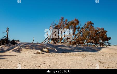 Arbre séché sur la plage Banque D'Images