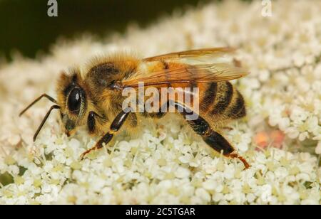 Abeille, APIS, assise sur une fleur dans la campagne britannique, juillet, été 2020 Banque D'Images