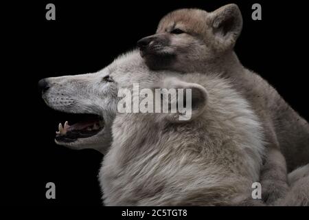 Loup blanc arctique avec un chiot isolé sur fond noir, Canis lupus arctos Banque D'Images