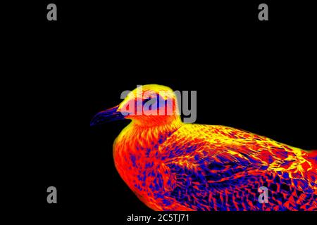 Mouette dans une caméra thermique scientifique de haute technologie sur fond noir isolée Banque D'Images