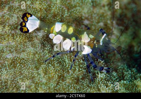 Crevettes Anemone à queue de paon, Periclilènes brevicarpalis, site de plongée de Sabora, île Bangka, Sulawesi du nord,Indonésie, Océan Pacifique Banque D'Images