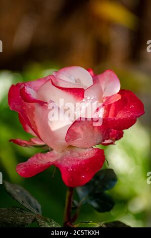 Rose et blanc grand jardin de thé hybride rose gros plan, fond romantique Banque D'Images