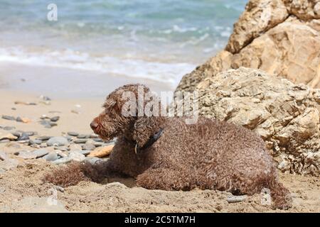 Lagotto romagnolo assis sur la plage de kserokampos creta Island été covid-19 saison haute qualité imprimé Banque D'Images