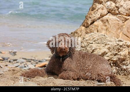 Lagotto romagnolo assis sur la plage de kserokampos creta Island été covid-19 saison haute qualité imprimé Banque D'Images