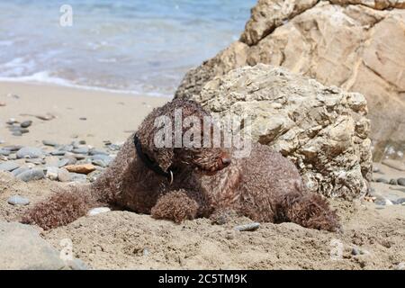 Lagotto romagnolo assis sur la plage de kserokampos creta Island été covid-19 saison haute qualité imprimé Banque D'Images