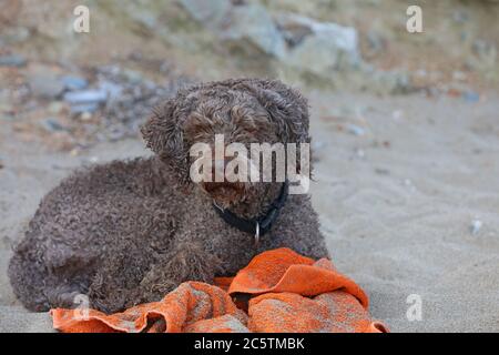 Lagotto romagnolo assis sur la plage de kserokampos creta Island été covid-19 saison haute qualité imprimé Banque D'Images