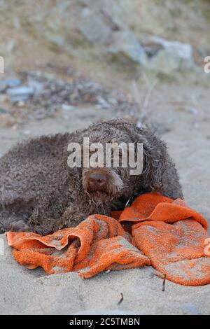 Lagotto romagnolo assis sur la plage de kserokampos creta Island été covid-19 saison haute qualité imprimé Banque D'Images