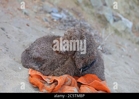 Lagotto romagnolo assis sur la plage de kserokampos creta Island été covid-19 saison haute qualité imprimé Banque D'Images