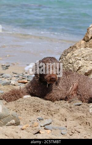 Lagotto romagnolo assis sur la plage de kserokampos creta Island été covid-19 saison haute qualité imprimé Banque D'Images