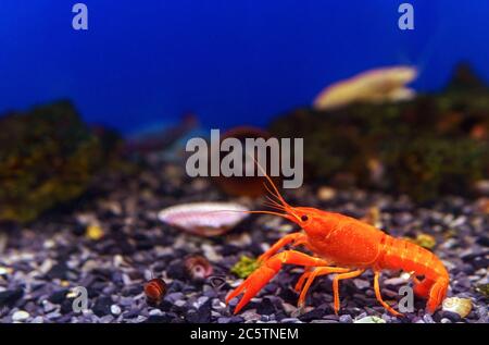 Les écrevisses rouges montrent de petits griffes. Dans l'aquarium. Foyer sélectif Banque D'Images