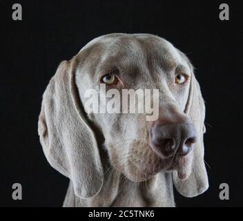 Weimaraner - Portraits de chiens de studio. Banque D'Images
