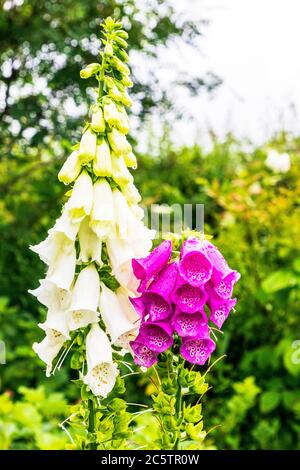 Rengants sauvages blancs et violets, fleurs sauvages, Ayrshire, Royaume-Uni Banque D'Images