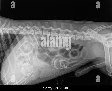 Radiographie numérique de la cavité abdominale avec quatre corps étrangers (corps étranger) dans les intestins d'un chien Banque D'Images