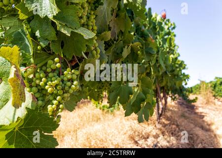 Des rangées de vigne avec des petits pains de raisins non mûrs en gros plan dans le vignoble Banque D'Images