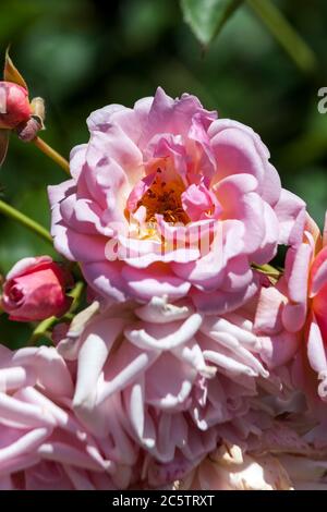 Rose 'Felicia' une fleur d'été de printemps rose grimpant semi-vert arbuste Banque D'Images