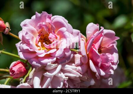 Rose 'Felicia' une fleur d'été de printemps rose grimpant semi-vert arbuste Banque D'Images