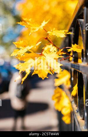 Érable jaune d'automne près de la clôture sur une rue de ville à la journée ensoleillée, mise au point douce, personne sur fond flou. Automne doré, feuillage, conc. De la saison d'automne Banque D'Images