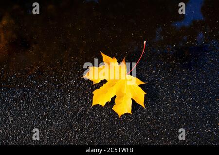 Feuille d'érable jaune d'automne tombée sur l'asphalte humide après la pluie, vue rapprochée du dessus. Automne doré, feuillage, saison concept Banque D'Images