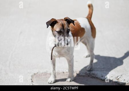 Magnifique chien de race Jack Russell sur fond clair, chien blanc avec des taches brunes sur le corps, queue adhérant, animal sain et actif, sel Banque D'Images