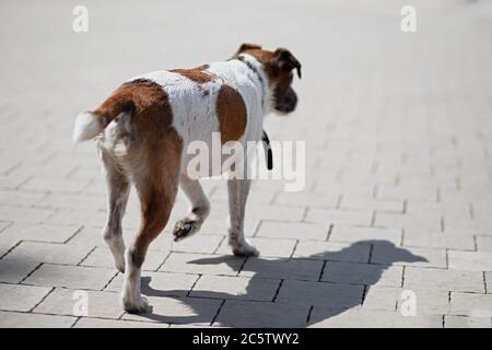 Chien avec collier est perdu et errant autour de la ville, sale chien errant ??est faim, Jack Russell a perdu son maître, sélectif foyer Banque D'Images