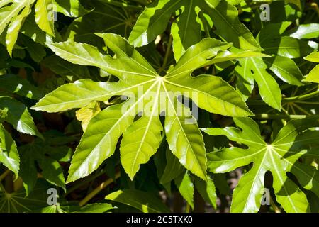 Fatsia Japonica un arbuste semi-vert à feuilles vertes communément appelé usine d'huile de ricin Banque D'Images