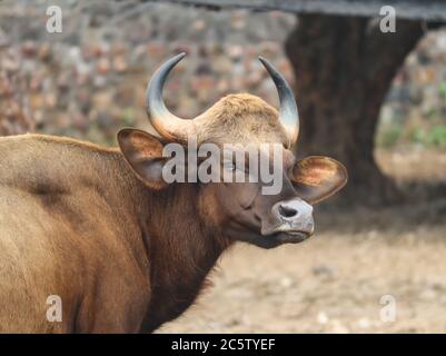 Le bison indien - Gaur - gros plan - tête Banque D'Images