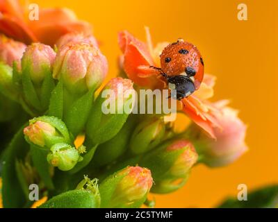 Coccinelle rouge sur une belle fleur de fleur 'Kalanchoe blossfeldiana', sur fond jaune-orange. Banque D'Images