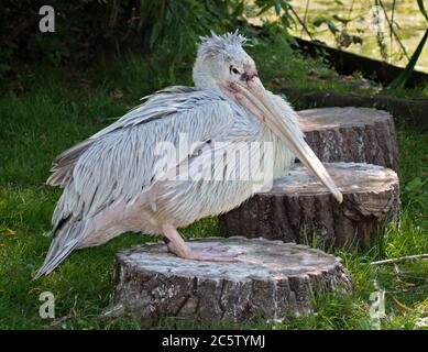 Pelican adossés rose (pelecanus rufescens) Banque D'Images