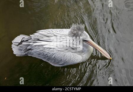 Pelican adossés rose (pelecanus rufescens) Banque D'Images