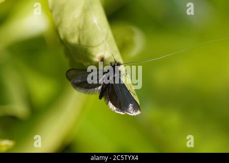 Longhorn verte mâle (Adela reaumurella), famille des papillons de nuit Adelidae, les papillons de nuit longhorn féeriques. Sur une feuille d'Euonymus. Jardin hollandais, printemps, mars Banque D'Images