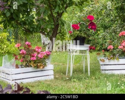 Géranium rouge sur une chaise en métal blanc sur une parcelle d'automne. Allocations en automne en Pologne. Banque D'Images