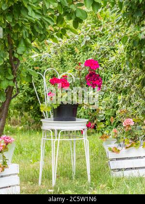 Géranium rouge sur une chaise en métal blanc sur une parcelle d'automne. Allocations en automne en Pologne. Banque D'Images