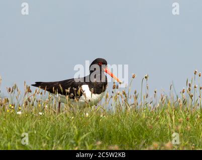 Oystercatcher eurasien (Haematopus ostralegus) adulte perché au printemps entre les graminées Banque D'Images