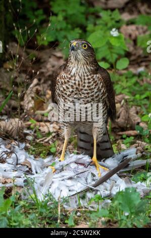 Puceron eurasien (Accipiter nisus) juvénile perché sur une colombe eurasienne morte, dans un jardin d'Almere Banque D'Images