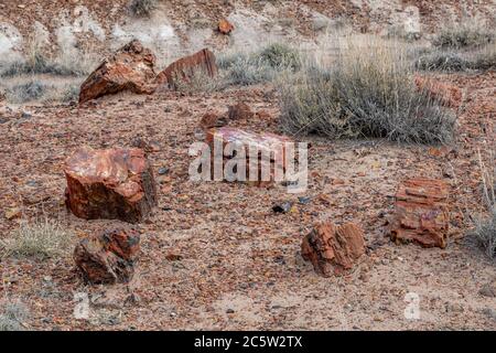 Bois pétrifié dans la forêt pétrifiée, Arizona Banque D'Images