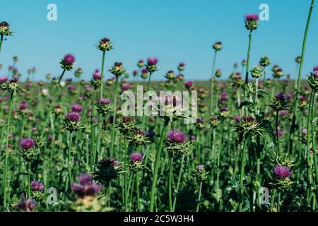Chardon de lait en fleurs. Culture d'une plante médicinale dans un champ de ferme. Banque D'Images