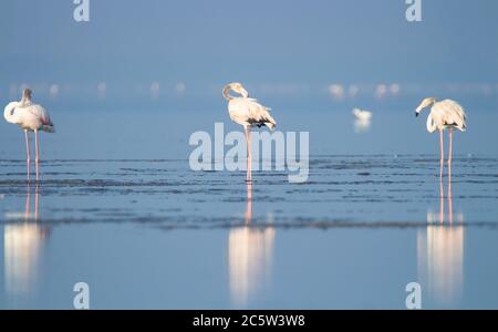 Flamants d'un lac Banque D'Images