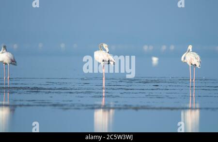 Flamants d'eau debout dans le lac Banque D'Images