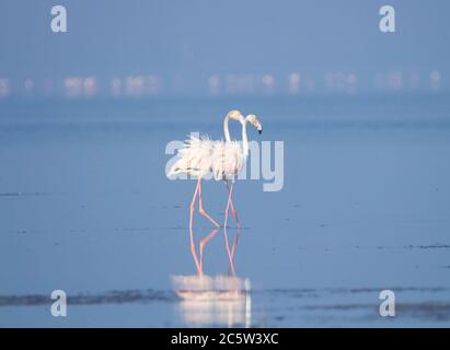 Deux flamants de roses marchant dans un lac Banque D'Images